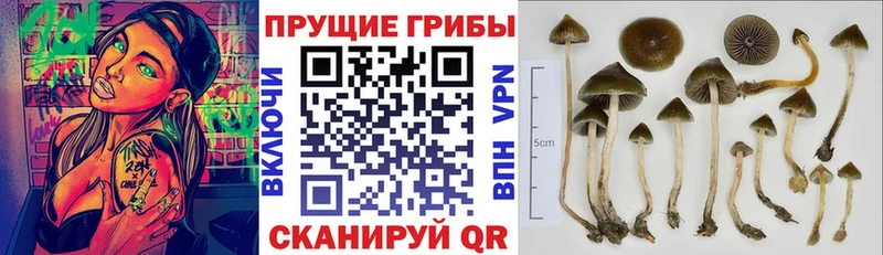 KRAKEN ТОР  Тетюши  Галлюциногенные грибы мицелий 